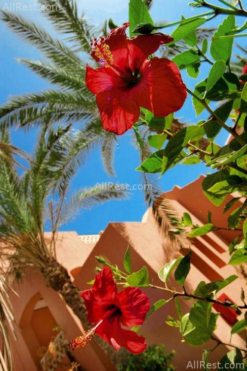 Magic Life Sharm el Sheikh Imperial 14
